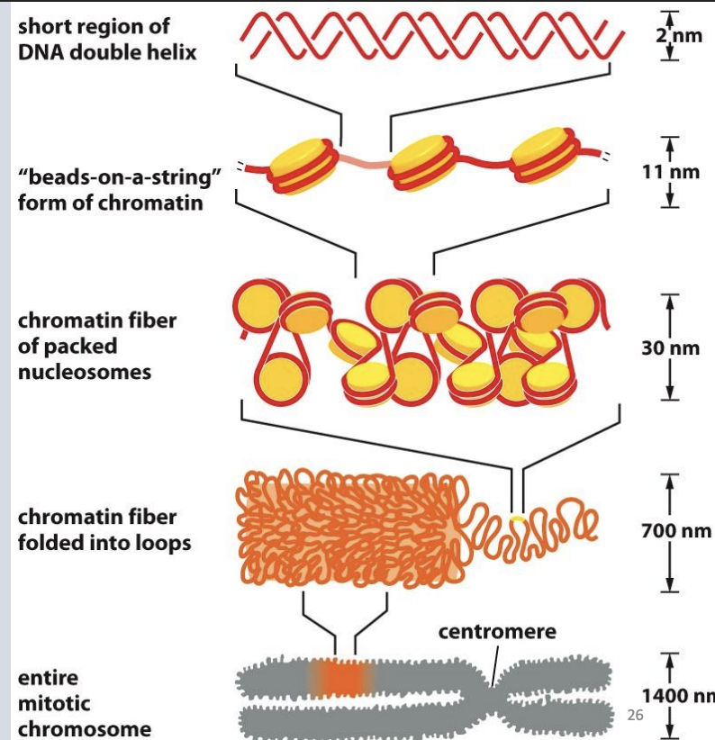 <p>As cells prepare for mitosis, looped domains get further compacted</p>