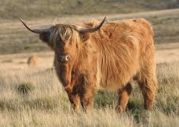 <p>What bovine breed is this? </p>