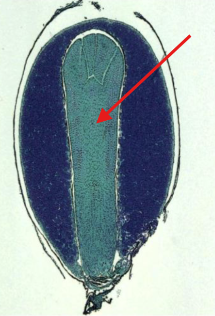 <p>What is being indicated on the Pinus Mature Seed?</p>