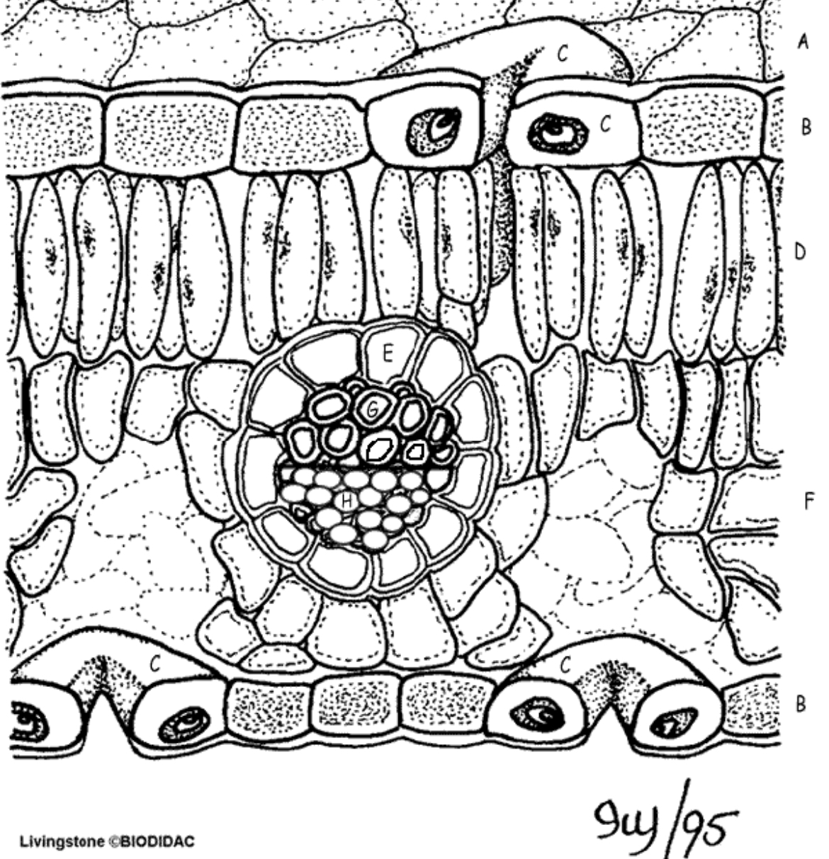 <p>upper epidermis</p>