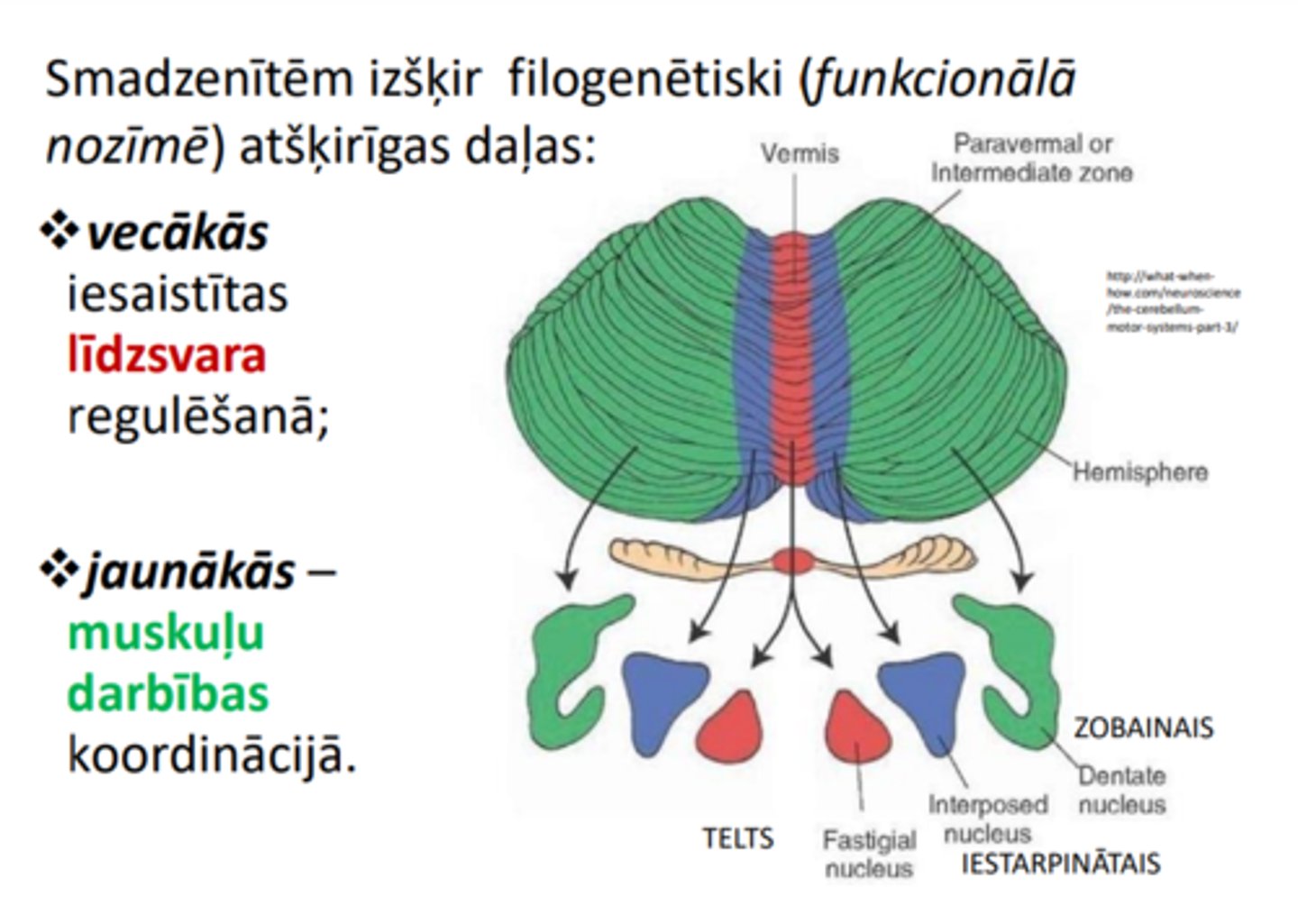 <p>❖vecākās iesaistītas līdzsvara regulēšanā;</p><p>❖jaunākās - muskuļu darbības koordinācijā.</p>