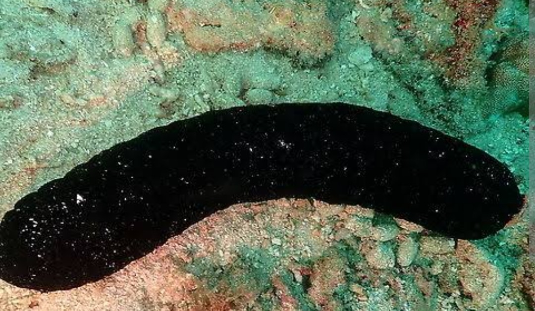 <p class="has-focus">Holothuriidae family</p><p class="has-focus">detritivores (or omnivores) that feed on organic matter by ingesting sand and debris from the seabed</p><p>black in color and are shaped like a cucumber or a sausage.</p>
