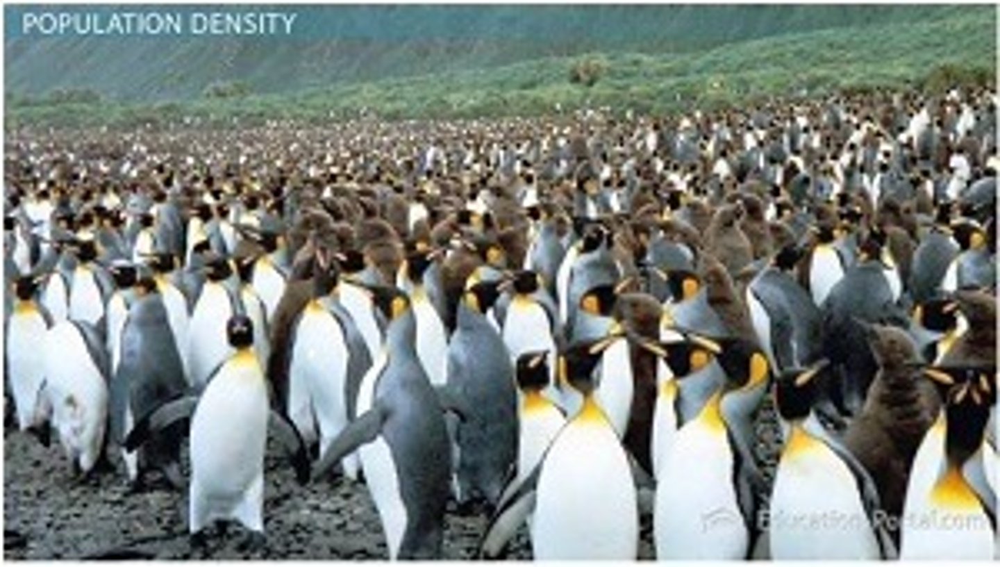 <p>How individuals in a population are spaced out across the range. Clumped (most common), uniform, random (plants).</p>