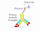 <p>What type of ELISA is this?</p>