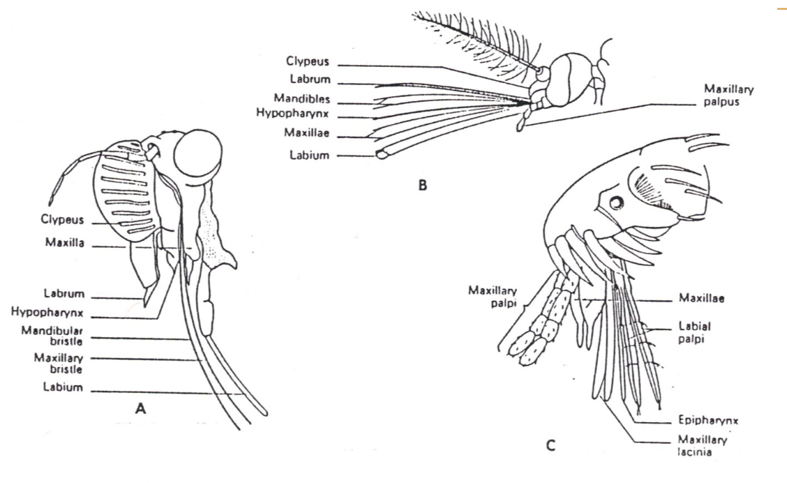 <p>Piercing-sucking mouth parts</p>