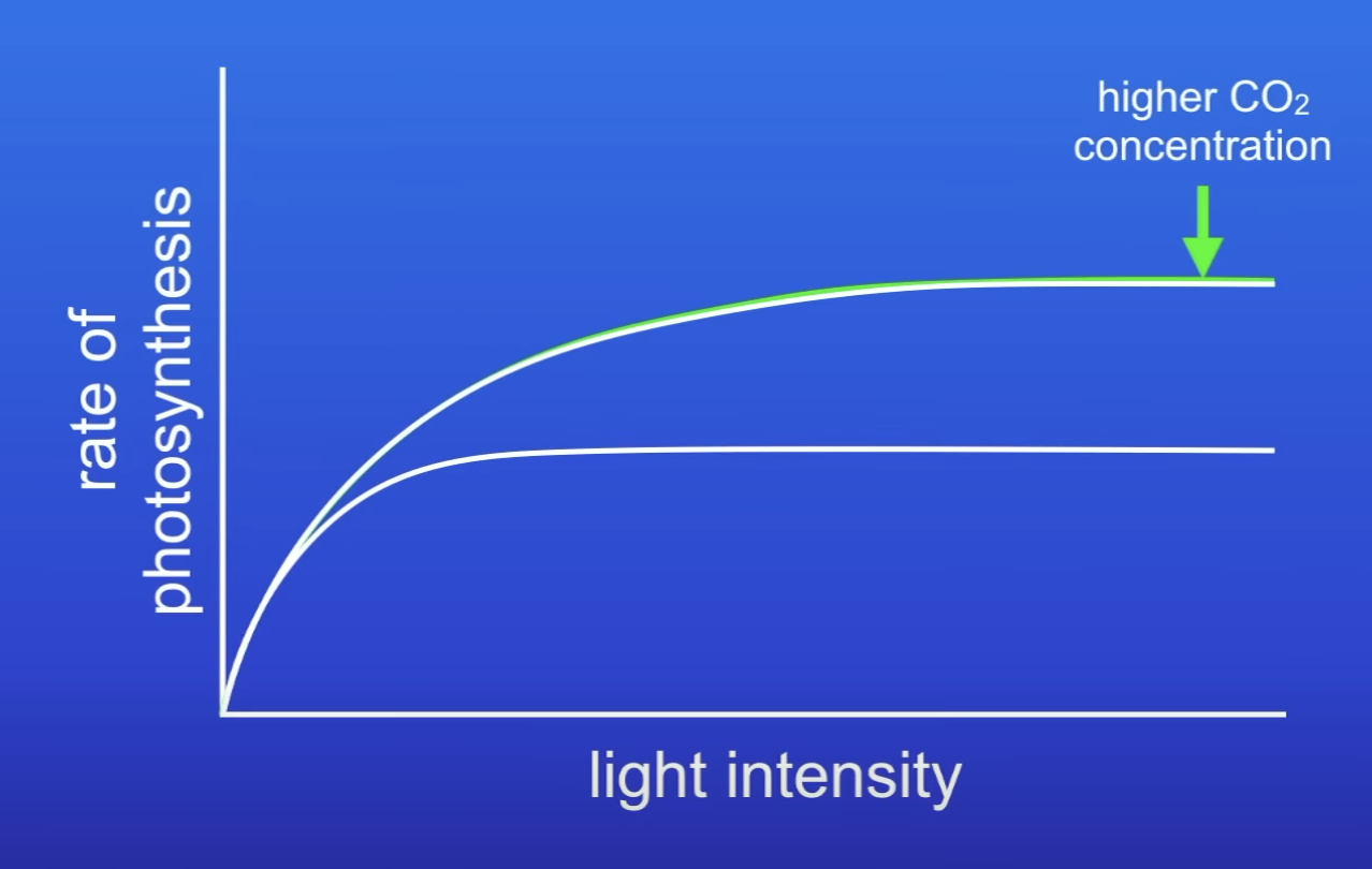 <p>At a higher conc of CO2, why isn’t CO2 conc a LF anymore?</p>