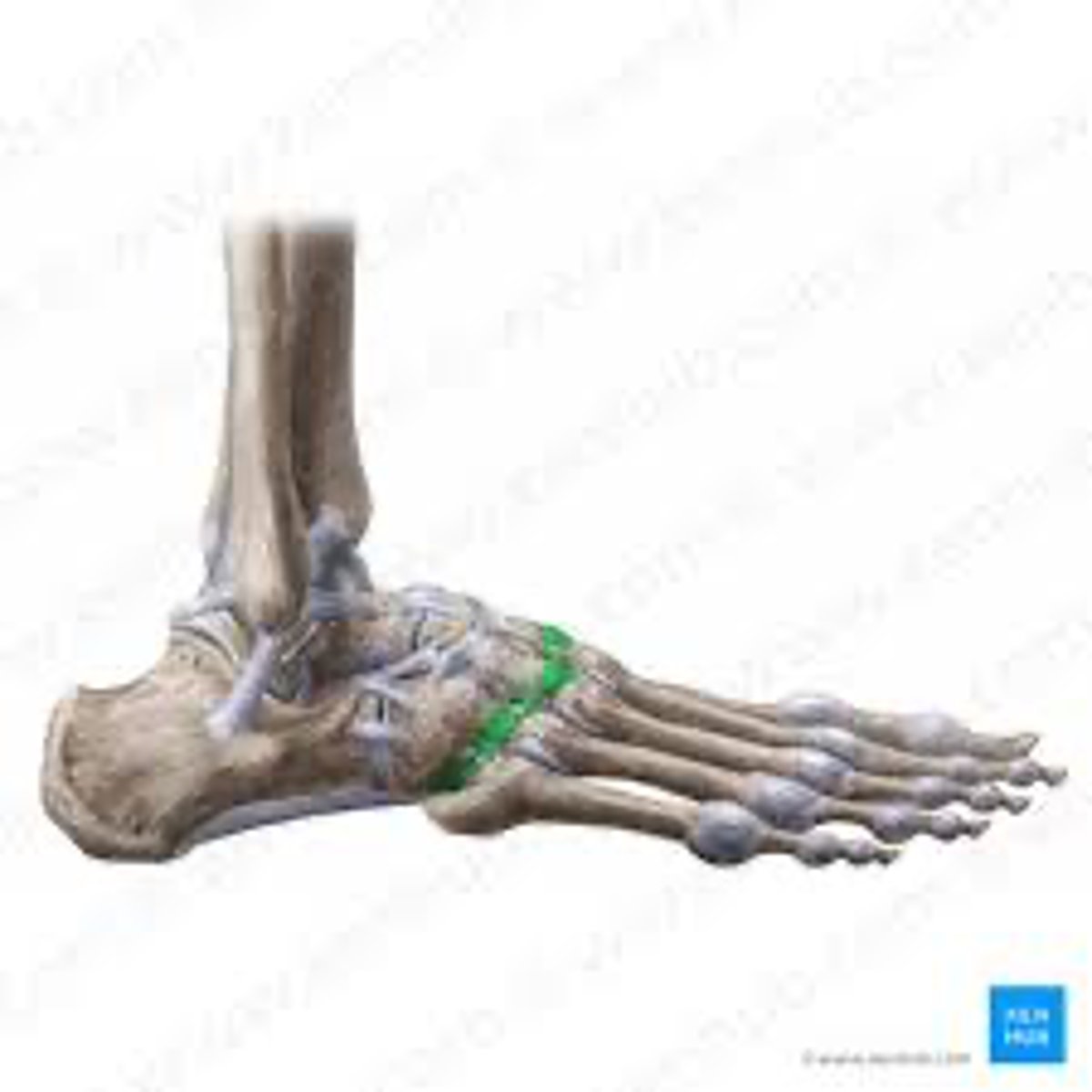 <p>Artt. tarsometatarseae</p>