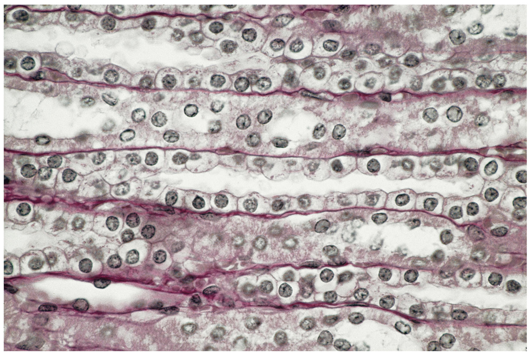 <p>Simple cuboidal epithelium.</p>
