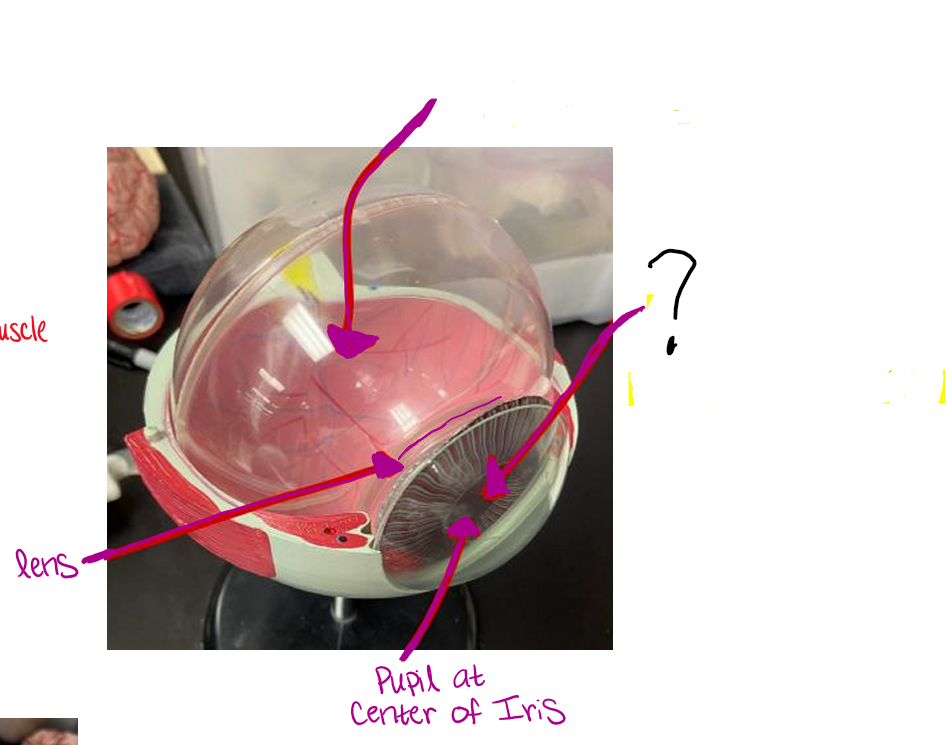 <p>what cavity is this and what fills it?</p>
