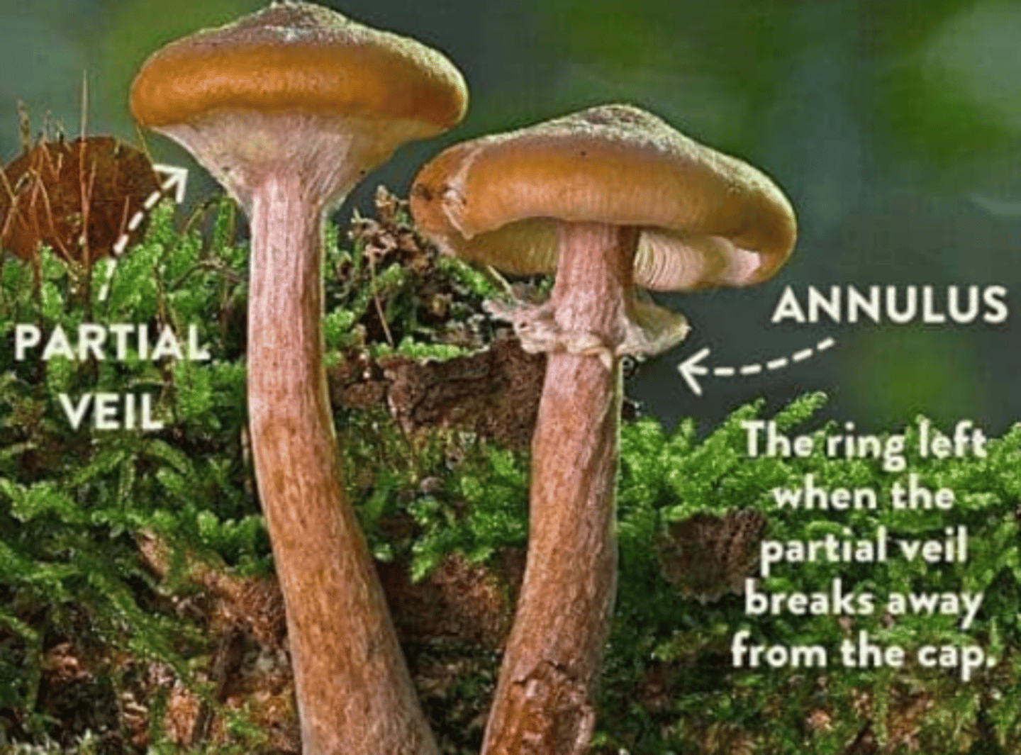 <p>A membrane-like structure that initially covers and protects the developing gills or other reproductive structures beneath the pileus of certain mushrooms.</p>