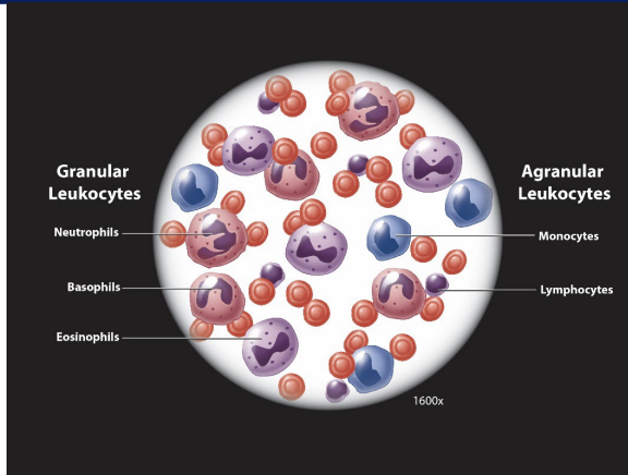 <p><strong>white blood cells (leukocytes)</strong></p><ul><li><p>granular vs. agranular</p></li><li><p><span style="background-color: transparent; font-family: Arial, sans-serif, Inter, ui-sans-serif, system-ui, -apple-system, BlinkMacSystemFont, "Segoe UI", Roboto, "Helvetica Neue", "Noto Sans", "Apple Color Emoji", "Segoe UI Emoji", "Segoe UI Symbol", "Noto Color Emoji"; font-size: 1.6rem;"><span>phagocytosis</span></span></p></li><li><p>chemotaxis and emigration </p><ul><li><p>attracted to/moving toward _____ signal</p></li></ul></li></ul><p></p>