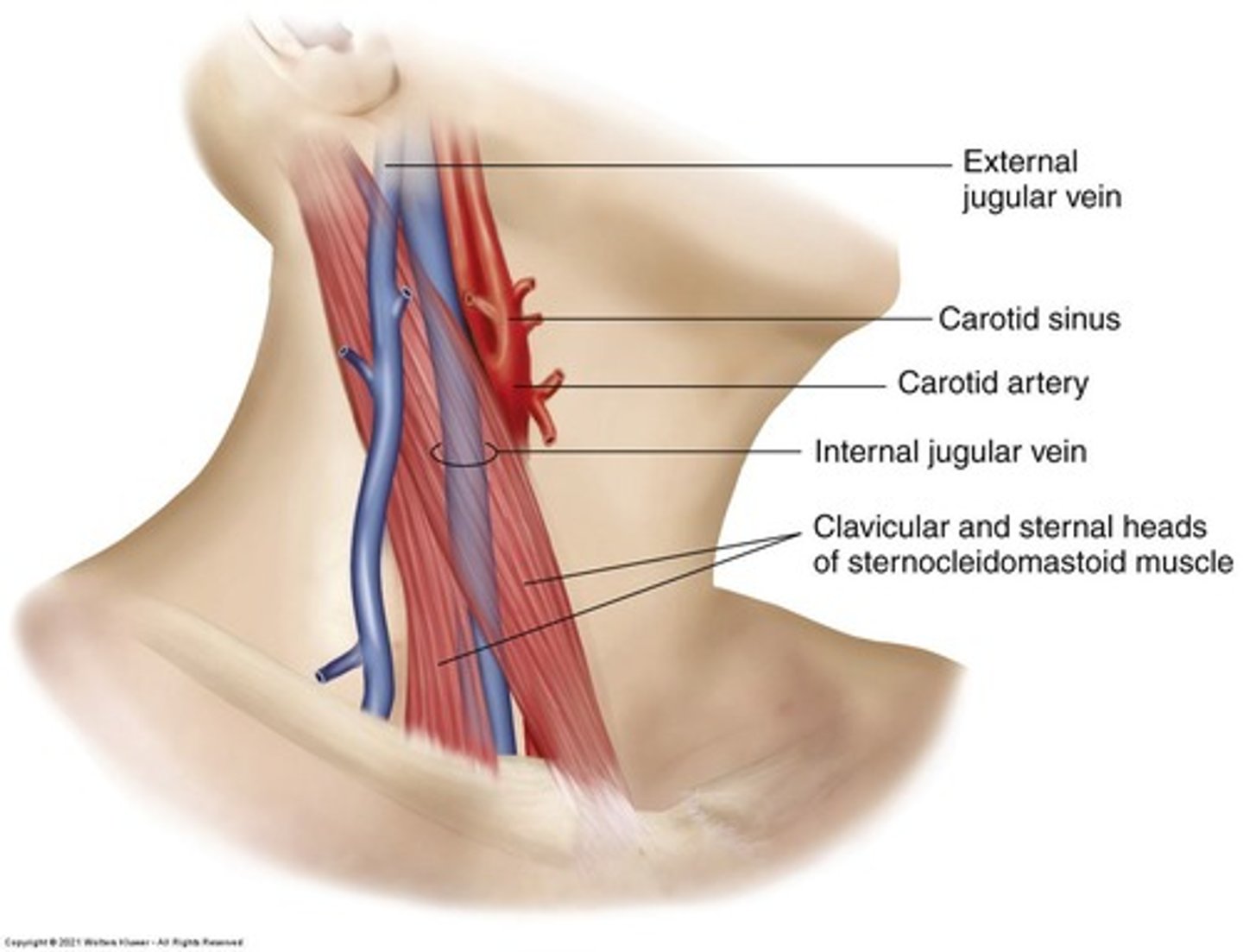<p>Inspect and palpate for deviation and breath sounds.</p>