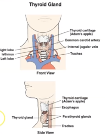 <p>Located at top of trachea. Major hormones are T3 &amp; T4 and Calcitonin.</p>