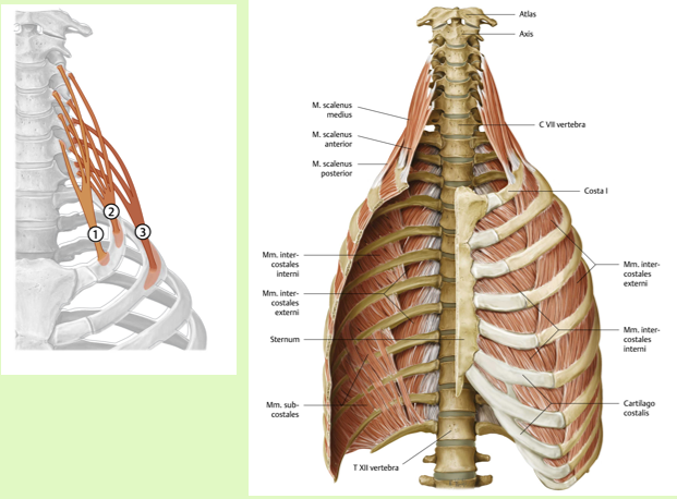 <p><span><span>Origo:<br></span></span><span data-name="black_small_square" data-type="emoji">▪</span><span><span> Anterior: tub. Ant. van proc trans. C III-VI<br></span></span><span data-name="black_small_square" data-type="emoji">▪</span><span><span> Medius: tub. post. van proc trans. C III-VII<br></span></span><span data-name="black_small_square" data-type="emoji">▪</span><span><span> Posterior: tub. post. van proc trans. C V-VII</span></span></p><p><span><span><br></span></span><span data-name="black_small_square" data-type="emoji">▪</span><span><span> Insertie:<br></span></span><span data-name="black_small_square" data-type="emoji">▪</span><span><span> Anterior: tuberculum musculi scaleni costa I<br></span></span><span data-name="black_small_square" data-type="emoji">▪</span><span><span> Medius: dorsaal van sulcus a. subclaviae costa I<br></span></span><span data-name="black_small_square" data-type="emoji">▪</span><span><span> Posterior: buitenvlak van costa II</span></span></p><p><span><span><br></span></span><span data-name="black_small_square" data-type="emoji">▪</span><span><span> Functie:<br></span></span><span data-name="black_small_square" data-type="emoji">▪</span><span><span> inspiratie<br></span></span><span data-name="black_small_square" data-type="emoji">▪</span><span><span> geïnverseerde functie C WK:<br>• homolaterale lateroflexie,<br>• Flexie bij bilaterale contractie</span></span></p><p><span><span><br></span></span><span data-name="black_small_square" data-type="emoji">▪</span><span><span> Innervatie:<br></span></span><span data-name="black_small_square" data-type="emoji">▪</span><span><span> takken van cervicale plexus en brachialis (C3-C6)</span></span></p><p><br></p>