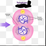 <p>A nuclear envelope forms around each set of chromosomes at the poles, two nuclei appear, and cytokinesis (division of the cytoplasm) begins.</p>