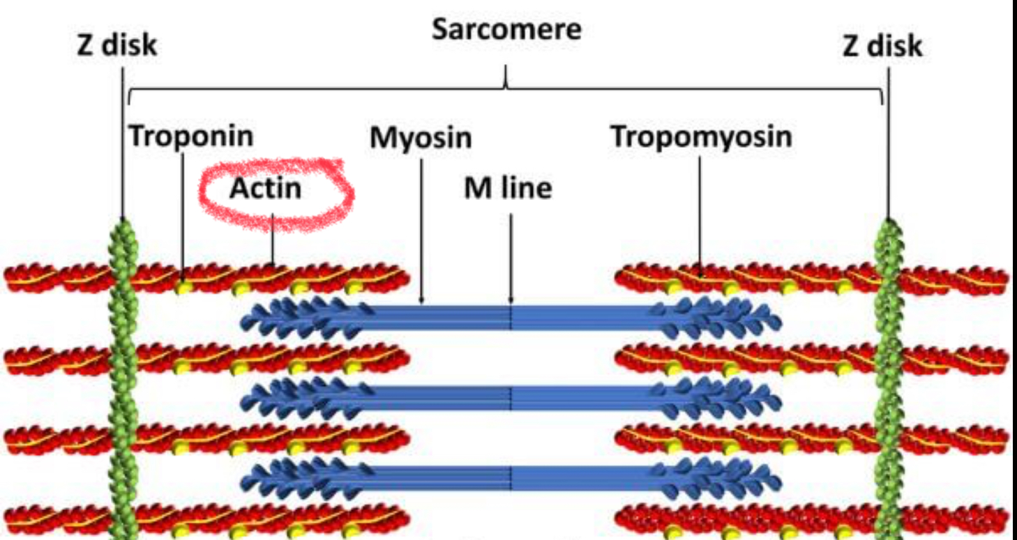 <p>Protein in a muscle fiber that forms the <strong>thin filaments </strong>that slide between thick filaments of the protein myosin, contracting muscle fibers</p>