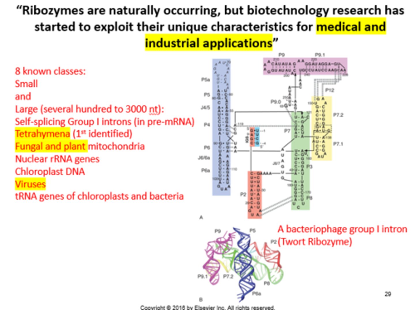 <p>Function as enzymes in all organisms including tetrahymena, fungi, plants, algae, viruses, and viroids. Used medically to suppress virus or cancer genes by cleavage.</p>