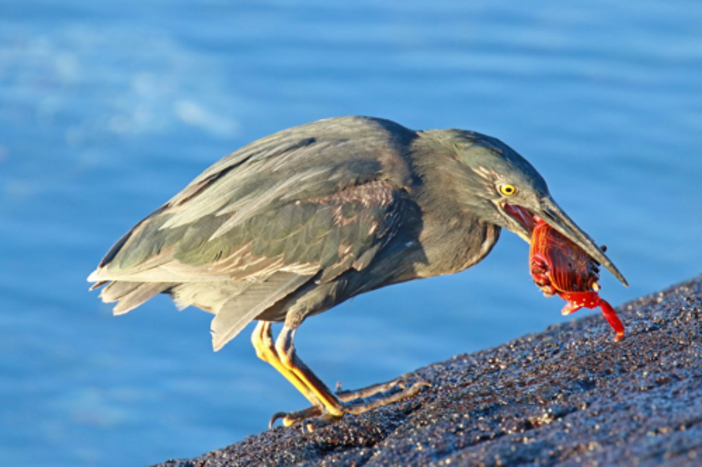 <p>Striated (Lava) Heron (4 facts)</p><p>- 2 Diet/Prey</p><p>- 1 Size/Color</p><p>- 1 Reproduction/Display</p>