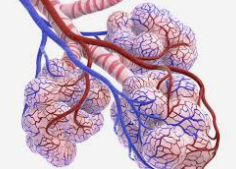 <p>Location where exchange of O2 for CO2 occur</p>