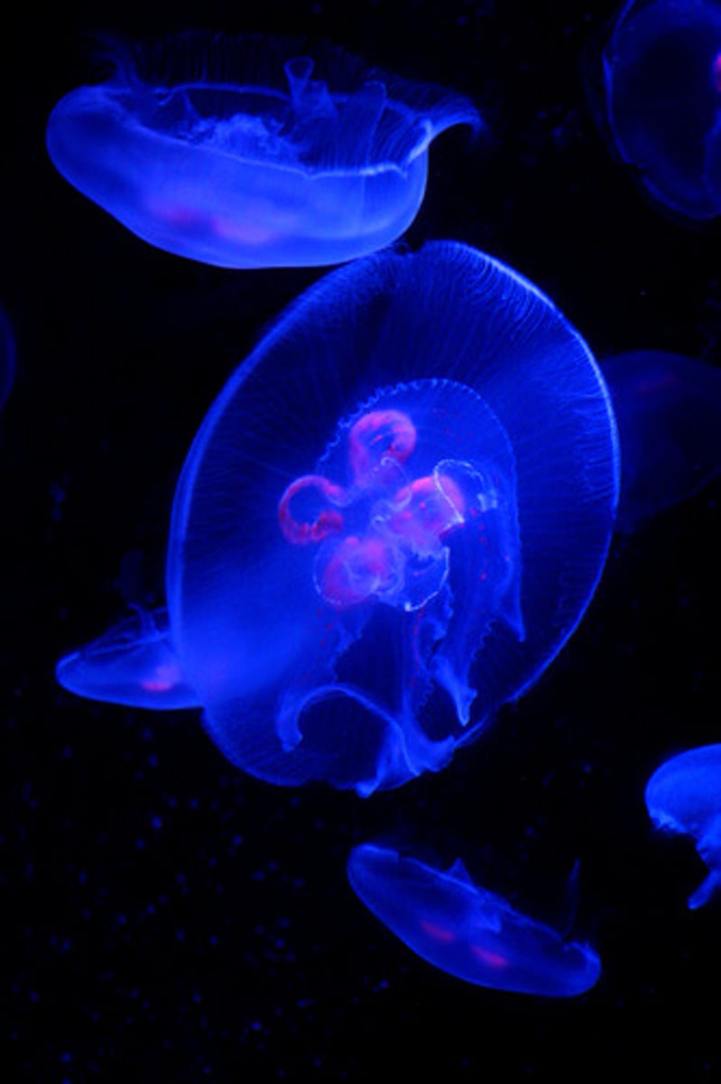<p>The production of light by means of a chemical reaction in an organism.</p>