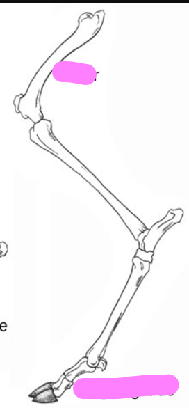 <p>Hoof walking; example: deer, horse</p>