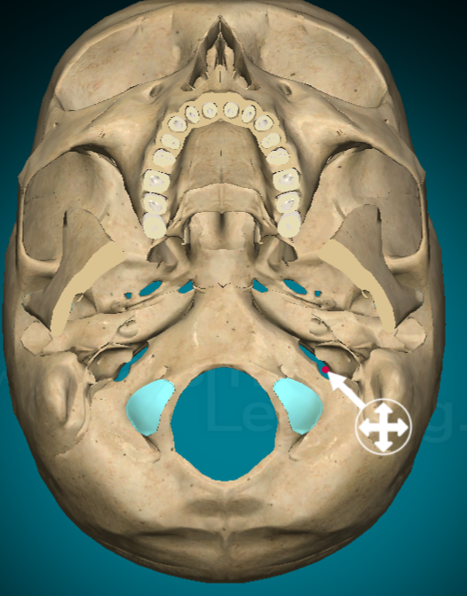 <p>Jugular foramen</p>