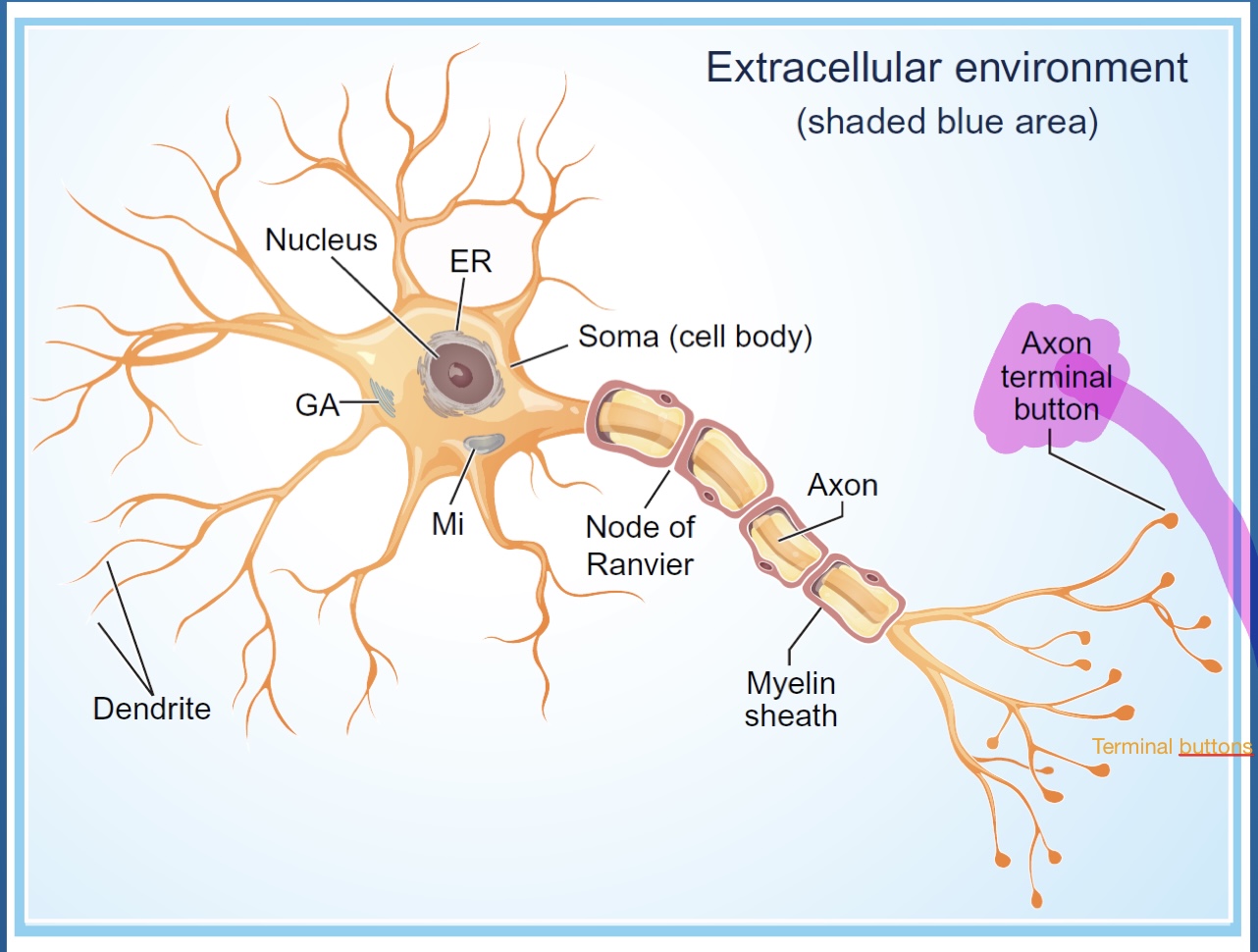 <p>Initiate sequence of neurotransmitters synthesis,</p><p>Neurotransmitter (transmits signal) transported from the cell body to terminal buttons</p>