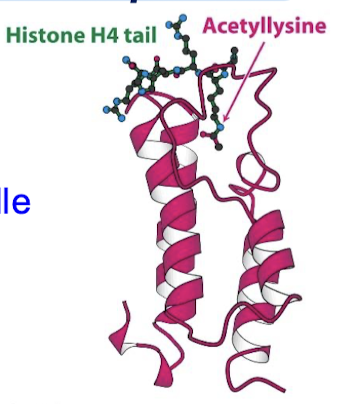 <p>Comprises about 110 aa that form a four-helix bundle containing a peptide site at one end.</p>