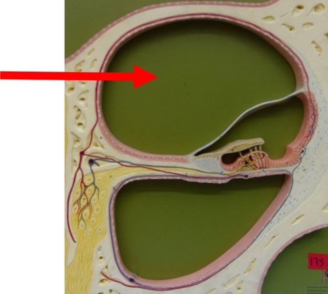 <p>the upper bony passage of the cochlea.</p>