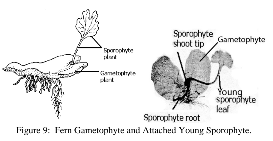 <p>Fern development - Young Sporophyte</p>
