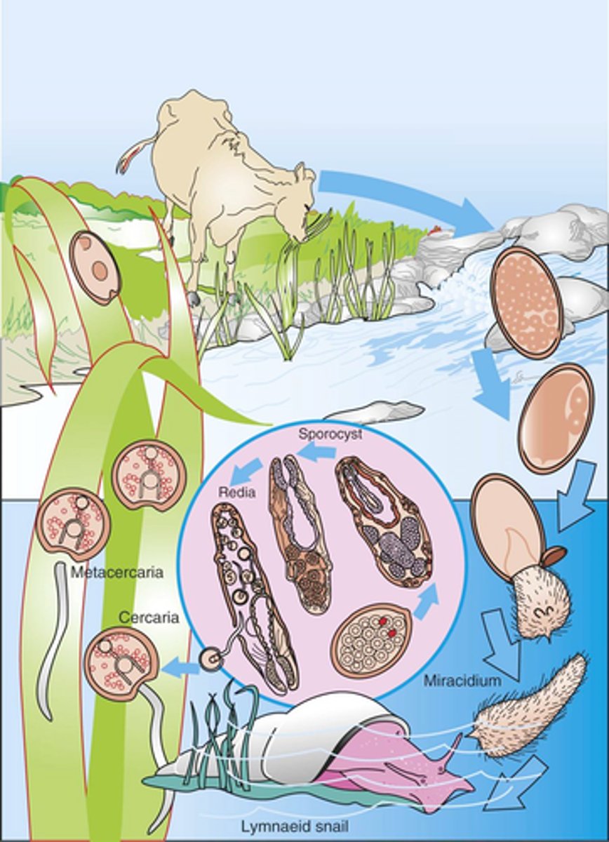 <p>Why are infections with Fasciola hepatica in grazing beef cattle often associated with periods of reduced rainfall and its drought effects on pastures?</p>