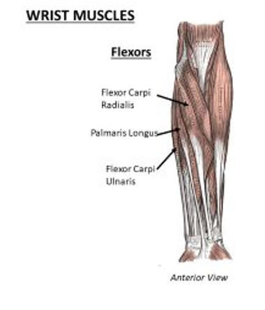 <ul><li><p>anterior side of the carpals or phalanges</p></li></ul>