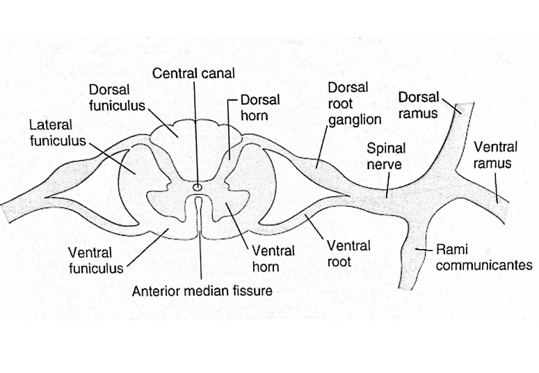 <p>Dorsal ramus (toward back </p><p>ventral ramus (toward front near nose anterior</p><p><strong>RAMUS means branch </strong></p><p>spinal nerve </p><p>dorsal root</p><p>ventral root </p><p>dorsal horn </p><p>ventral horn </p><p>anterior median fissure </p>