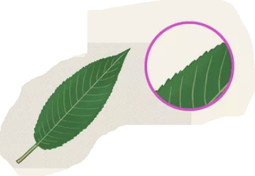 <p>What leaf outline is this?</p>