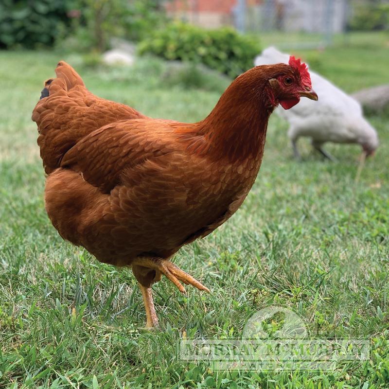 <p>New Hampshire (Layer/Dual)</p>