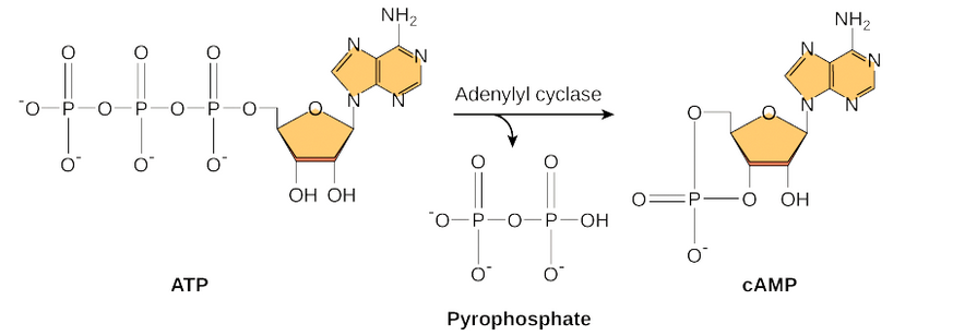 <p>small molecule made from ATP. used as a second messenger. </p>