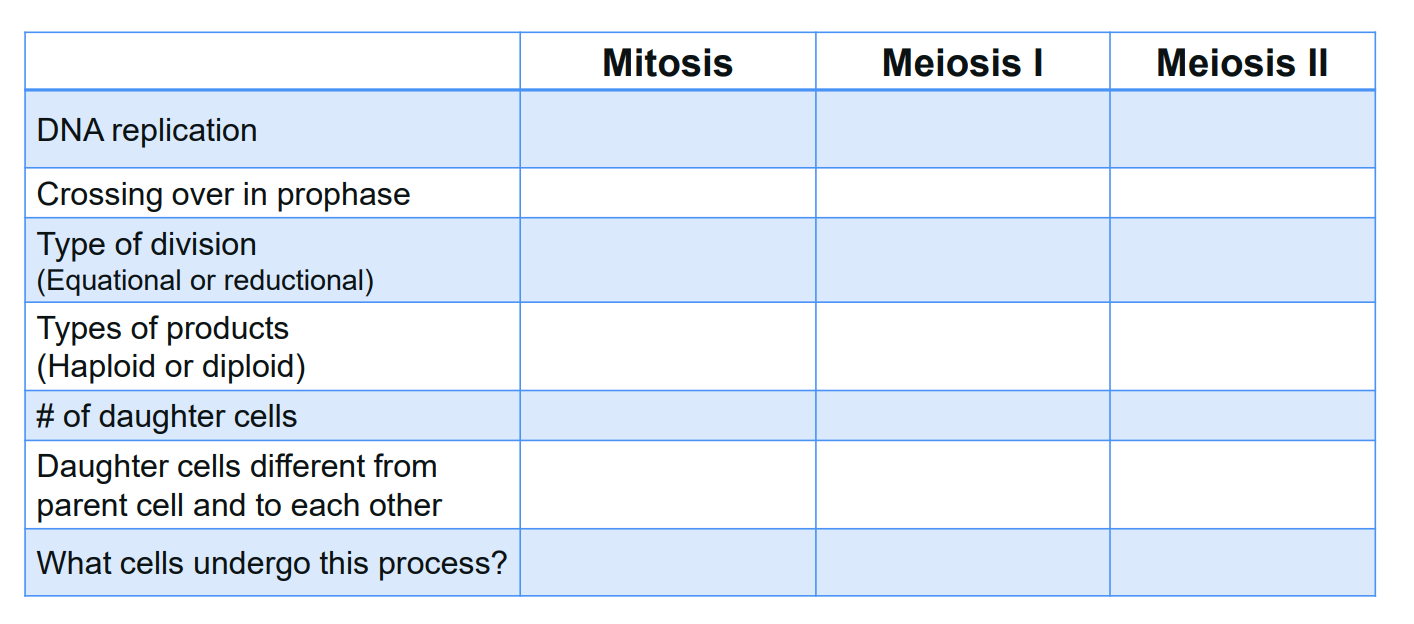 <p>differences with mitosis and meiosis stages </p>