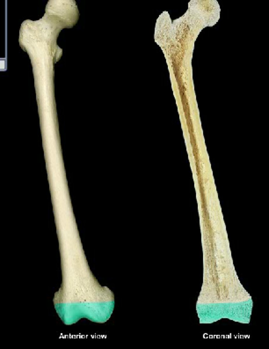 <p>expanded end of long bone; articulates another bone, proximal and distal ends</p>