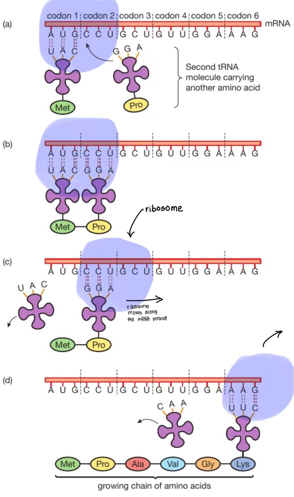 <ol><li><p>mRNA attaches to a ribosome (1)</p></li><li><p>mRNA has codons / is a template (1)</p></li><li><p>ribosome moves along mRNA strand (1)/ allow ribosome moves to next codon</p><ul><li><p>mRNA is a chain so not all of it fits inside the ribosome. Cada vez que the codon is finished pairing with anticodon, the mRNA strand will shift to the side so the next codon can be paired</p></li></ul></li><li><p>tRNA brings amino acids (to ribosome) (1)</p></li><li><p>Sometimes it is a separate mark: tRNA binds to mRNA/</p></li><li><p>anticodon (on tRNA) binds with codon (on mRNA) / allow codon is complementary to anticodon<br>5.5 not in ms BUT NEED TO KNOW: a second tRNA molecule attaches to its complementary codon on the mRNA and a peptide bond is fromed between the two neighbouring amino acids. The first tRNA molecule is released and goes off but its amino acid stays bonded to the other one</p></li></ol><ol><li><p>amino acid chain produced / amino acid joined / polypeptide (1) → a protein is a polypeptide</p></li></ol><p></p>