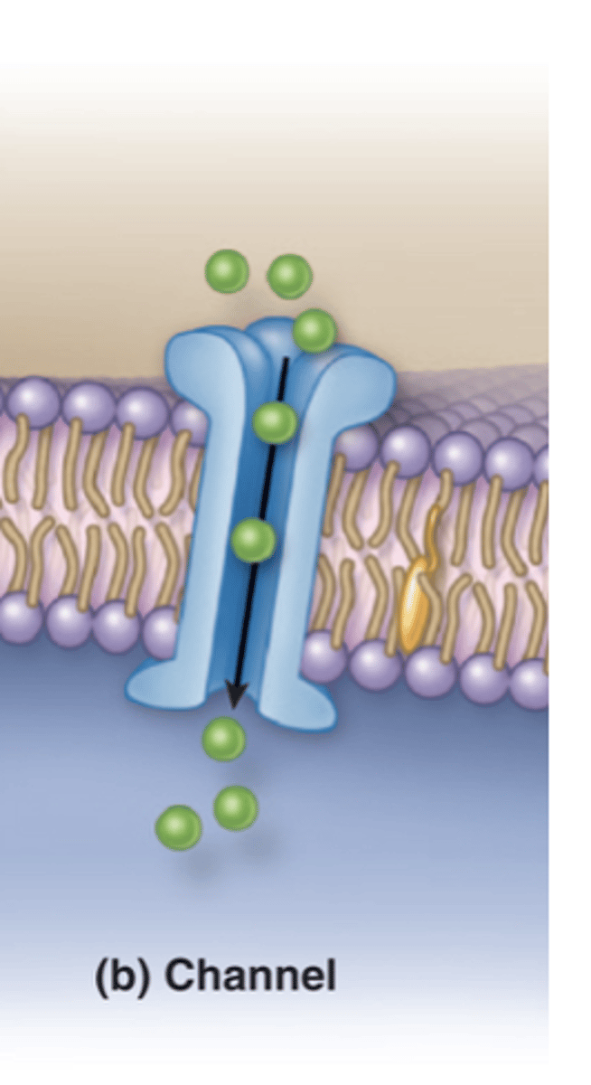 <p>What is a protein channel in the plasma membrane?</p>