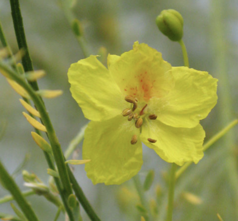 <p>palo verde </p><p>super small leaves that drop when dry, has green branches, distinct yellow flours, pods Kling  to seeds like skin </p>