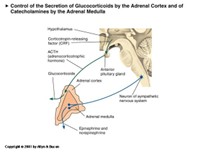 <p>ealicing neroadrilin onto our organs</p><p class="MsoNormal">two hormones that taher reliced into the blood stremes wicth are reliced by the adrenal gland- ontop of the kindey</p><p class="MsoNormal">it two separate glands</p><p class="MsoNormal">adrenal medulla(outside) and&nbsp; adreinal cortex ( outside)</p><p class="MsoNormal">adrenal madula- adrenalin and noraldarenialin</p><p class="MsoNormal">making postganglionic neorns into the relices of hormones </p><p class="MsoNormal">the adril;a madullia was triggared by the pituatry glan form the symathetic nervous system- nero stymliation</p><p class="MsoNormal">adrenal cortex- cortaisal (in humans) in response to acth witch comes in the blood stream stimulated and relaced </p><p class="MsoNormal">adrial cortex is stimualted by ACTH is in the blood stream nd binds to the receptors </p><p class="MsoNormal">act comes form the hpa axis</p><p class="MsoNormal">actch comes for the anteria pirtutary gland wicth is stimulated by the  be crf/crh (same molucle ) witch comes form the hypothalumas</p><p class="MsoNormal">PVN part of the hypothalumas</p>