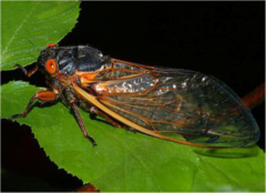 herbivores