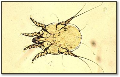 <p>Ear mite</p>
