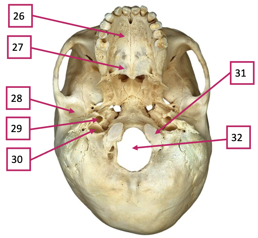 <p>31</p>