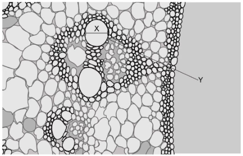 <p><span>The electron micrograph below shows a root vascular system.&nbsp; The magnification of the image is x200.&nbsp; A student uses a ruler to measure distance X and finds it to be 10 mm.&nbsp; What is the diameter of the cell labelled Y?</span></p>