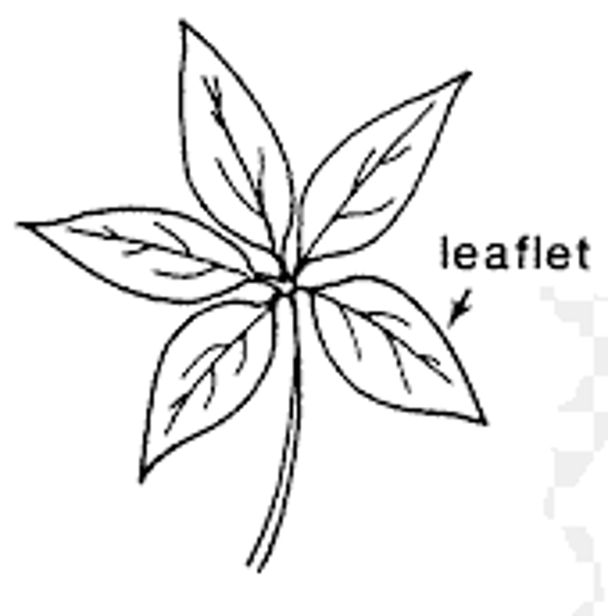 <p>leaf type with leaflets that emerge from a point, resembling the palm of a hand</p>