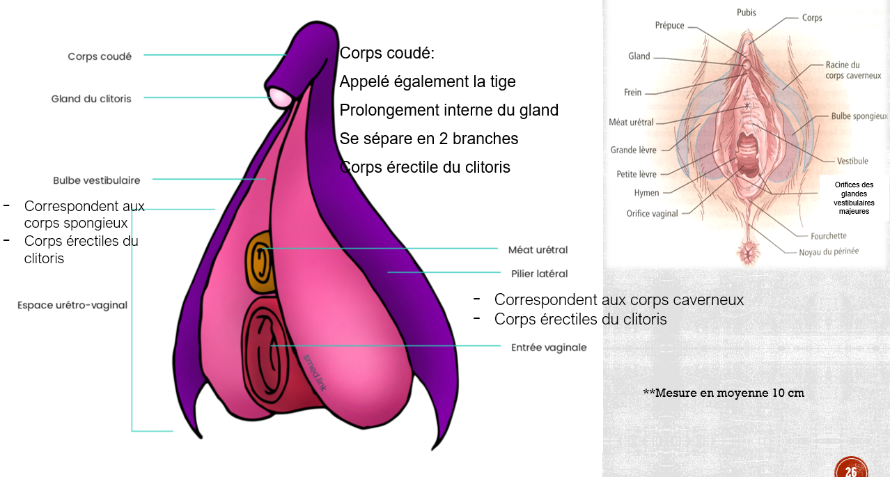 <ol><li><p>le gland</p></li><li><p>le corps coudé : prolongement interne du gland se séparant en 2 branches (corps érectile du clitoris)</p></li><li><p>les bulbes : corps spongieux → corps érectile du clitoris</p></li><li><p>les racines</p></li></ol><p></p>