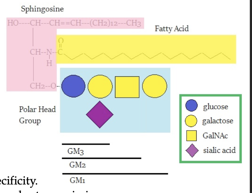 <ul><li><p>a complex glycosphingolipid</p></li><li><p>have a ceramide backbone with two or more esterified sugars attached, one of which must be sialic acid</p></li><li><p>functions in cell-to-cell recognition, tissue immunity, nerve impulse transmission, GM2 builds up in people with Tay-Sachs disease</p></li></ul><p></p>