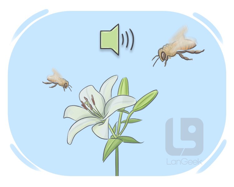 <p><strong>to make a continuous, low sound such as the one a </strong><span><strong>bee</strong></span><strong> makes:</strong></p><p><br></p>